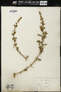 Salsola kali image