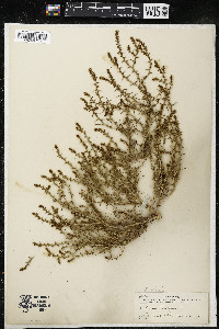 Salsola kali image