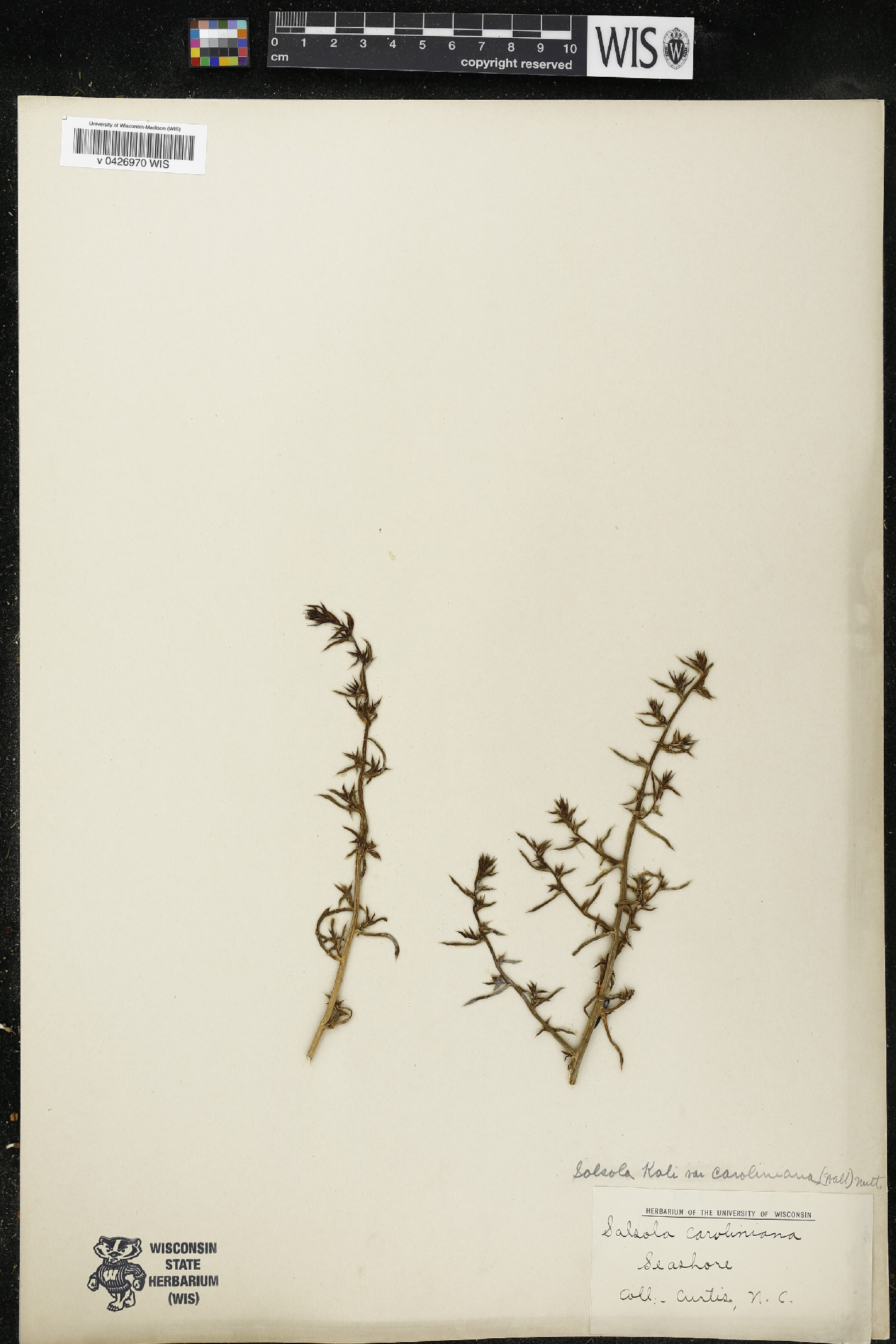 Salsola kali var. caroliniana image