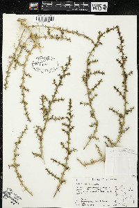 Salsola paulsenii image