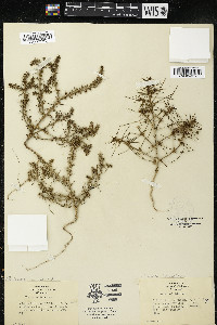 Salsola tragus image