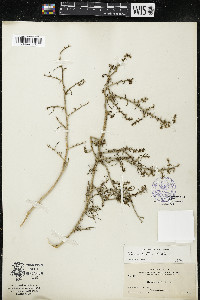 Salsola tragus image