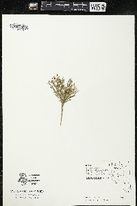 Salsola tragus image