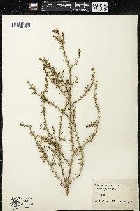 Salsola tragus image