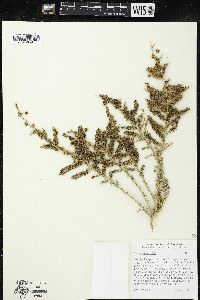 Salsola vermiculata image