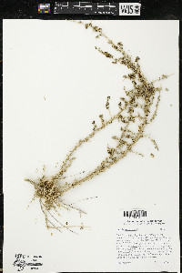 Salsola vermiculata image