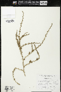 Salsola tragus image