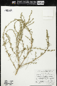 Salsola tragus image