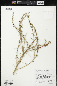 Salsola tragus image