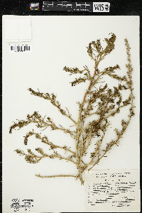 Salsola tragus image