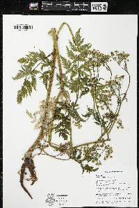 Anthriscus sylvestris image