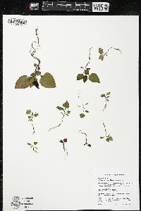 Reynoutria japonica image