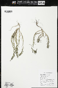 Suaeda calceoliformis image