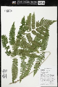 Dryopteris goldieana image