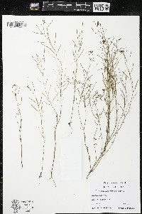 Arabidopsis thaliana image