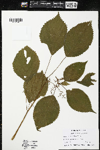 Laportea canadensis image