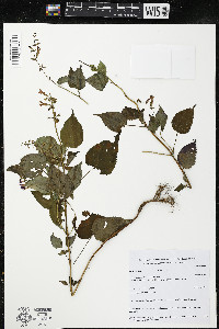 Salvia carnea image