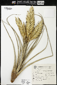 Tillandsia fasciculata image