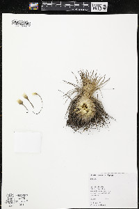 Tillandsia plumosa image