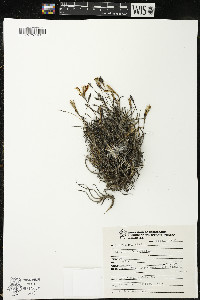 Tillandsia recurvata image