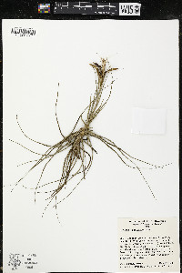 Tillandsia schiedeana image