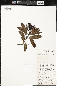Comarostaphylis discolor image
