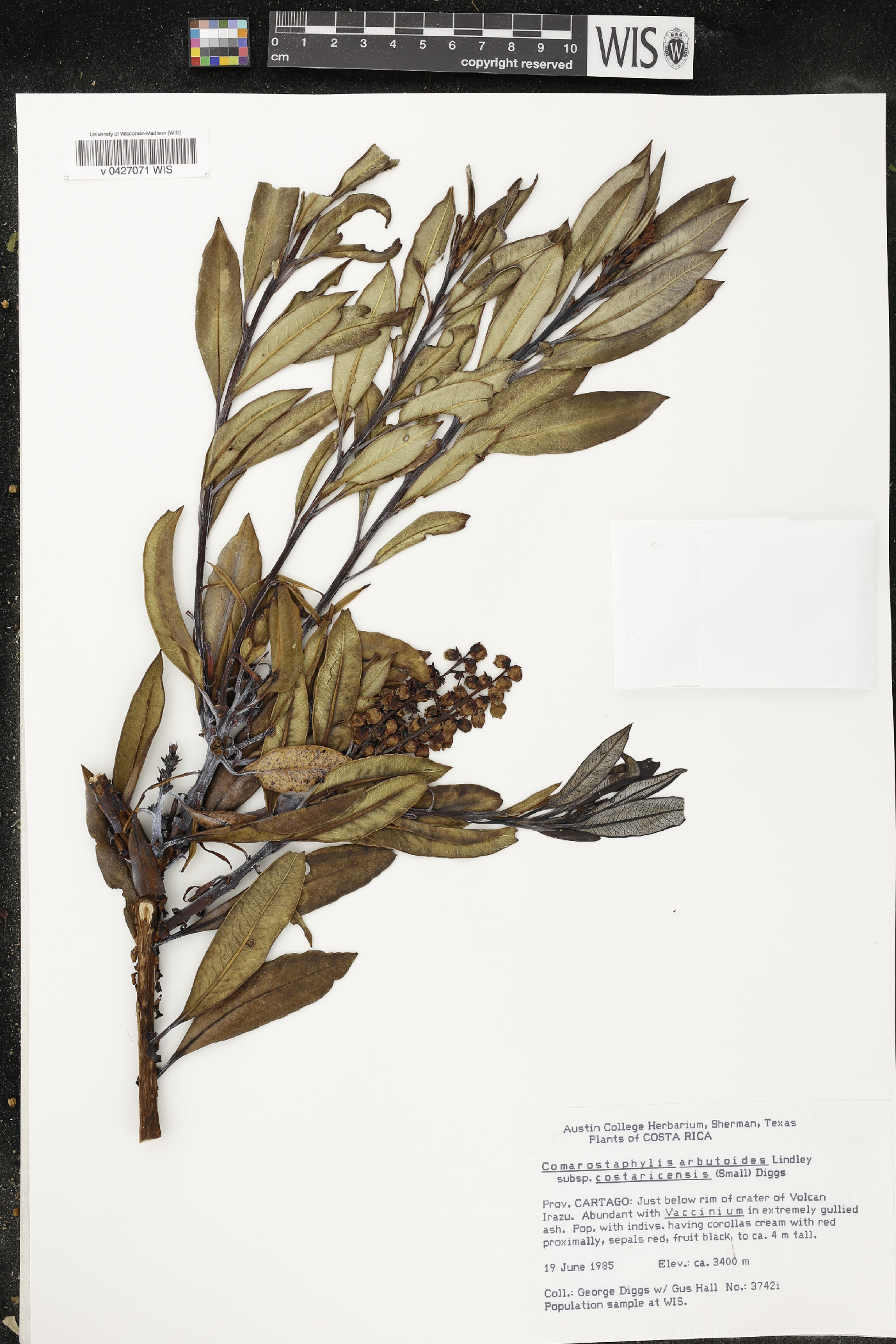 Comarostaphylis arbutoides subsp. costaricensis image
