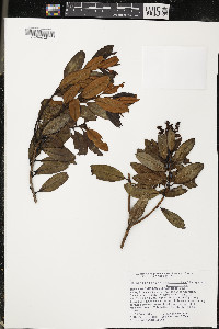 Comarostaphylis arbutoides image