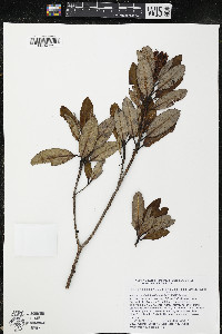 Comarostaphylis arbutoides subsp. arbutoides image