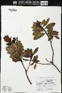 Comarostaphylis arbutoides image