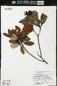Comarostaphylis arbutoides subsp. arbutoides image