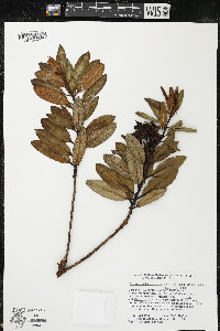 Comarostaphylis arbutoides image