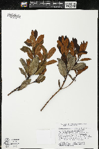 Comarostaphylis arbutoides subsp. arbutoides image