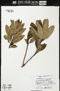 Comarostaphylis arbutoides image