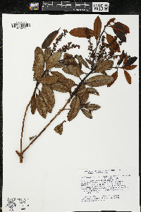 Comarostaphylis arbutoides subsp. arbutoides image