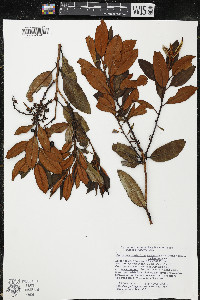 Comarostaphylis arbutoides image