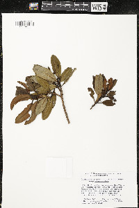 Comarostaphylis arbutoides subsp. arbutoides image