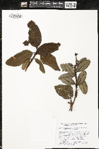Comarostaphylis arbutoides image