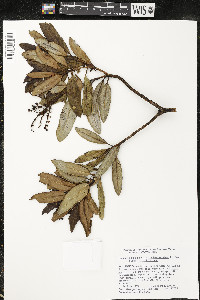 Comarostaphylis arbutoides subsp. arbutoides image