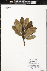 Comarostaphylis arbutoides image