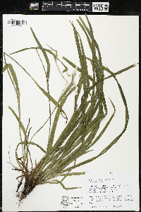 Carex grisea image