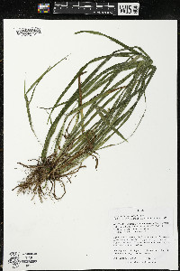 Carex grisea image