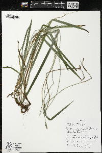 Carex hirtifolia image