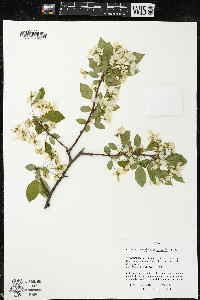 Pyrus prunifolia image