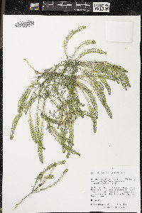 Lepidium densiflorum image