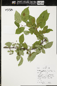 Pyrus prunifolia image