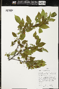 Pyrus prunifolia image