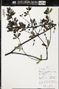 Baptisia alba var. macrophylla image