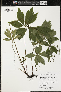 Sanicula odorata image