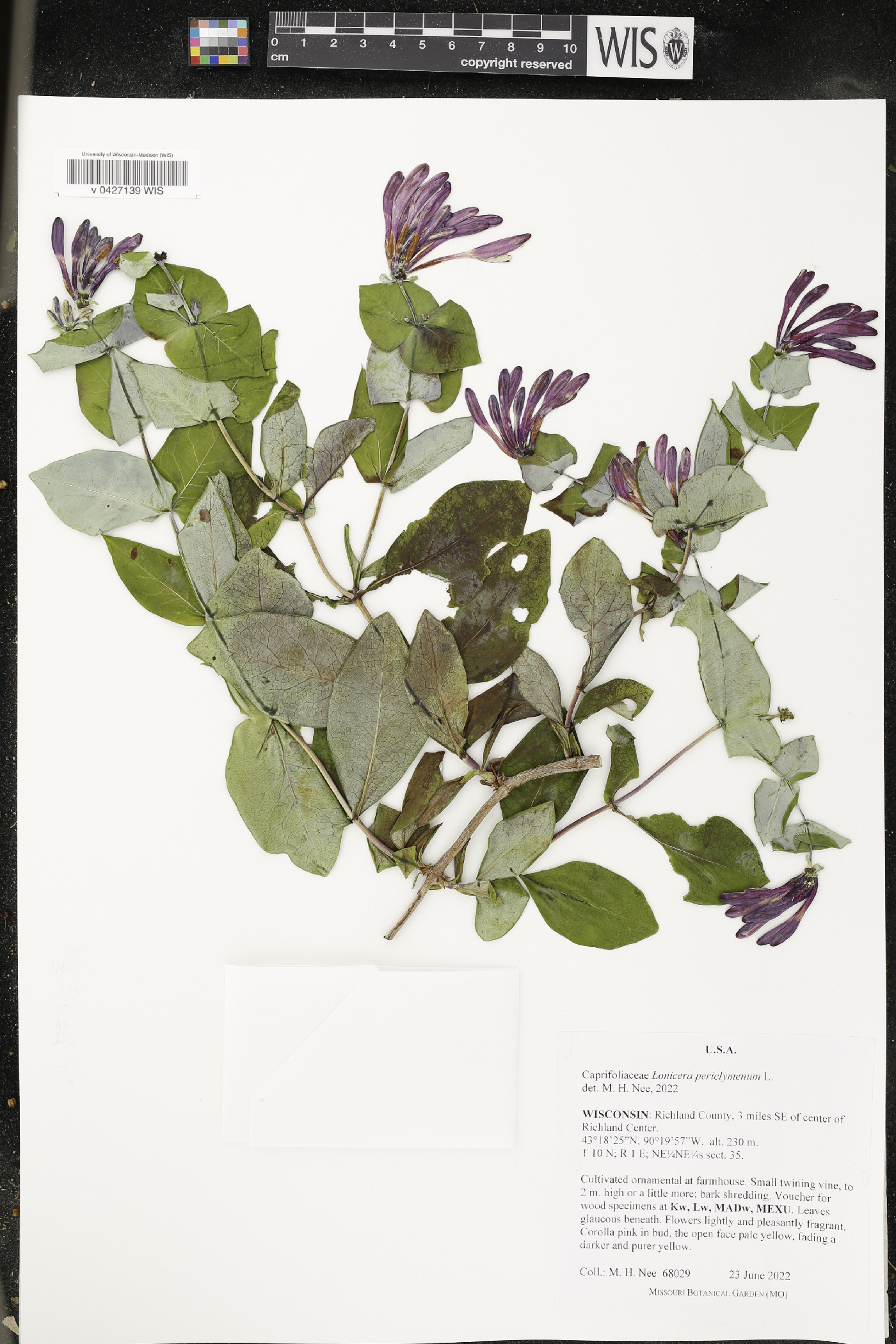 Lonicera periclymenum image